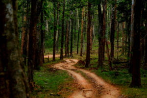 dandeli