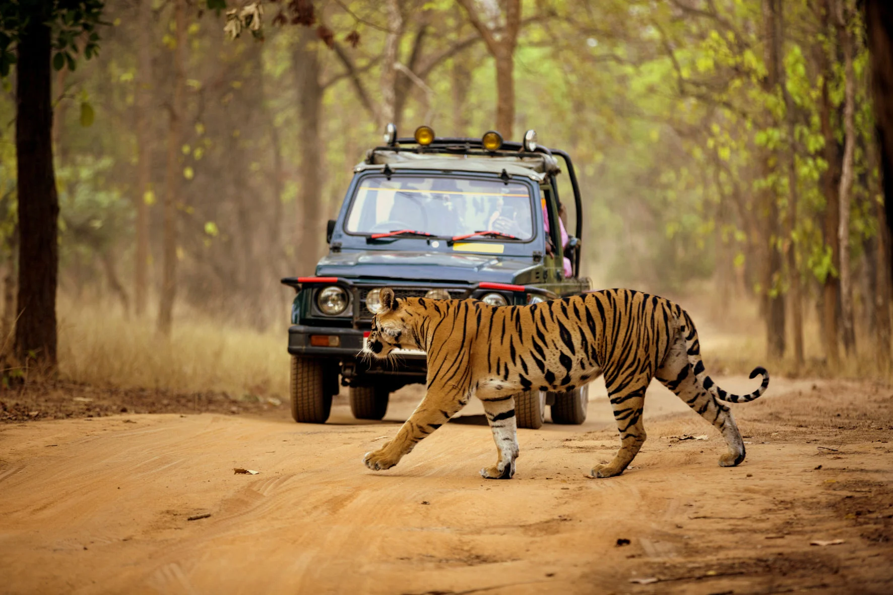 Jungle Safari