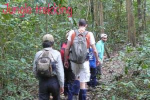wildernest (19)
